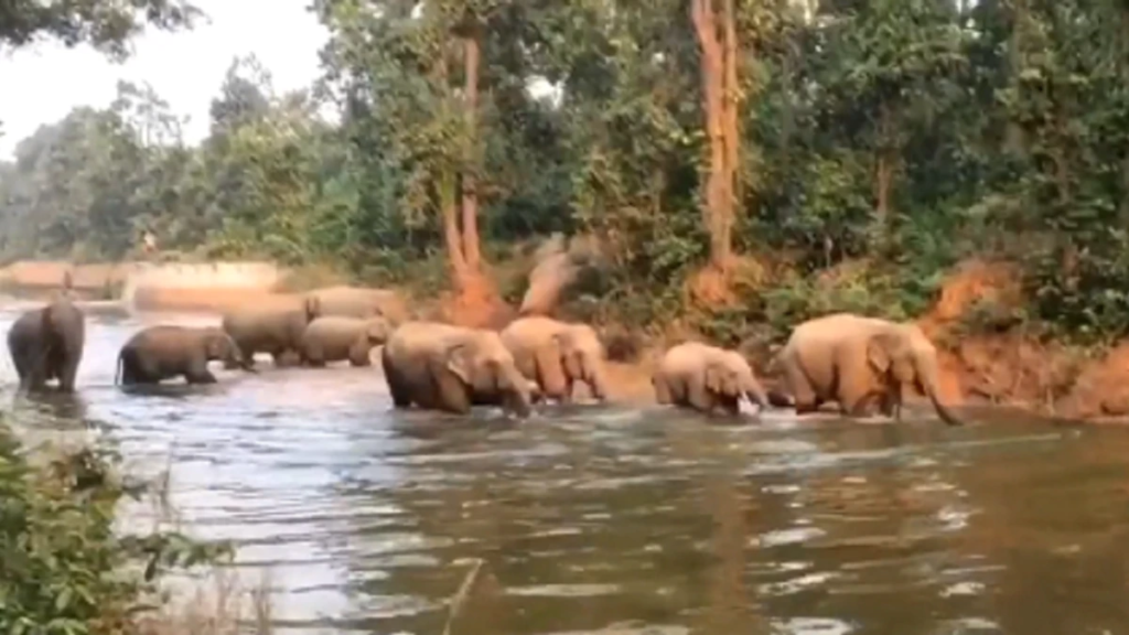 IFS officer shares video of elephant family bathing together