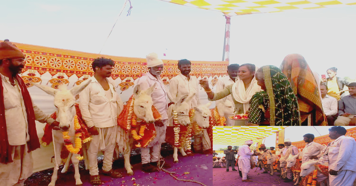 Halar Donkey Baby Showers In Rajkot: గాడిదలకు సామూహిక సీమంతం