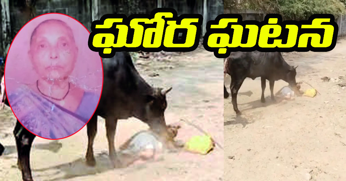 Cows Attack ఘోరం.. ఆవుల దాడిలో వృద్ధురాలు మృతి