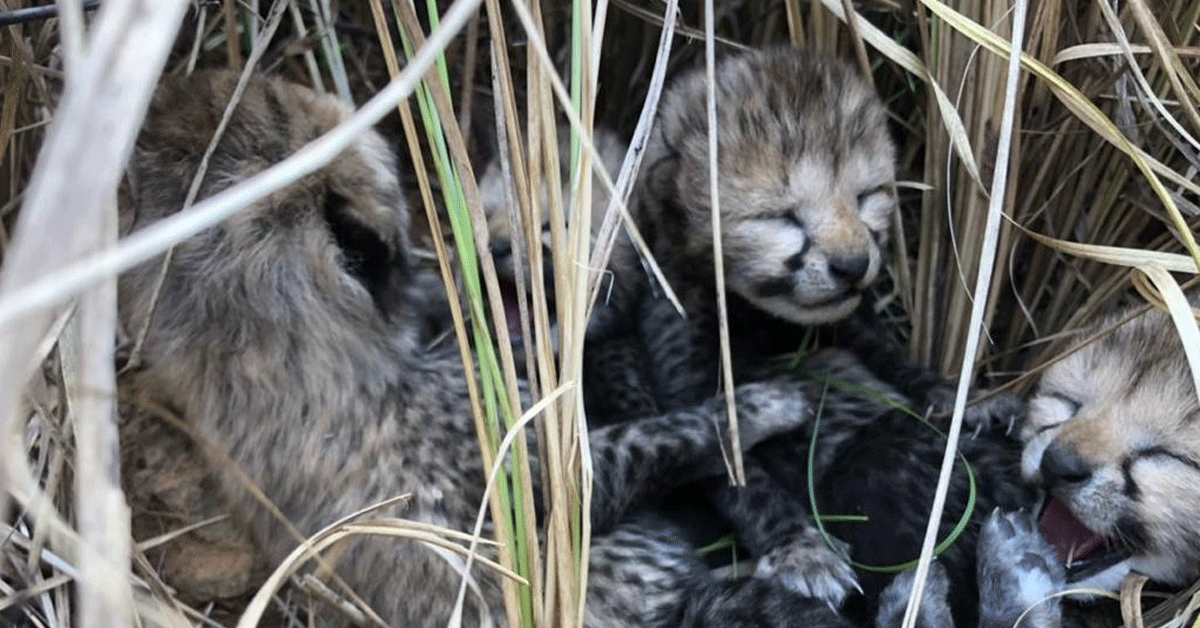 Namibia Cheetah 4 కూనలకు జన్మనిచ్చిన నమీబియా చీతాలు