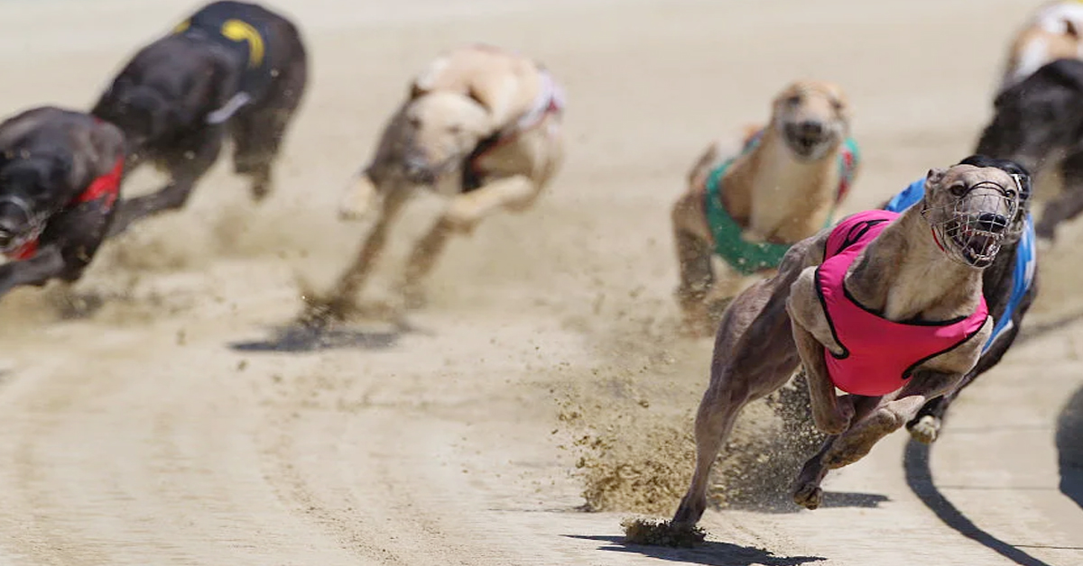 Dogs Running: బ్రహ్మోత్సవాల్లో కుక్కల రన్నింగ్ పోటీ