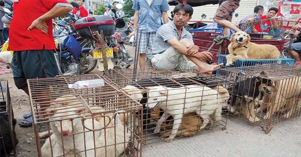 Dog Meat: కుక్క మాంసం తినొచ్చని హైకోర్టు తీర్పు