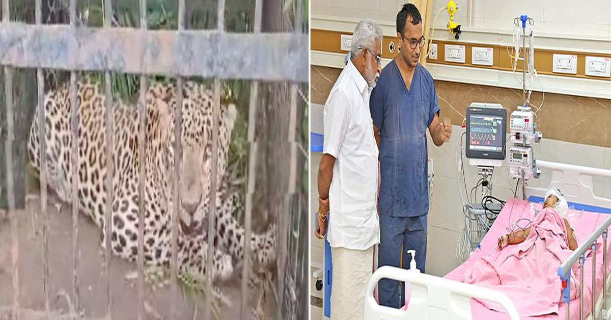 Leopard: బాలుడిపై దాడి చేసిన చిరుత చిక్కింది