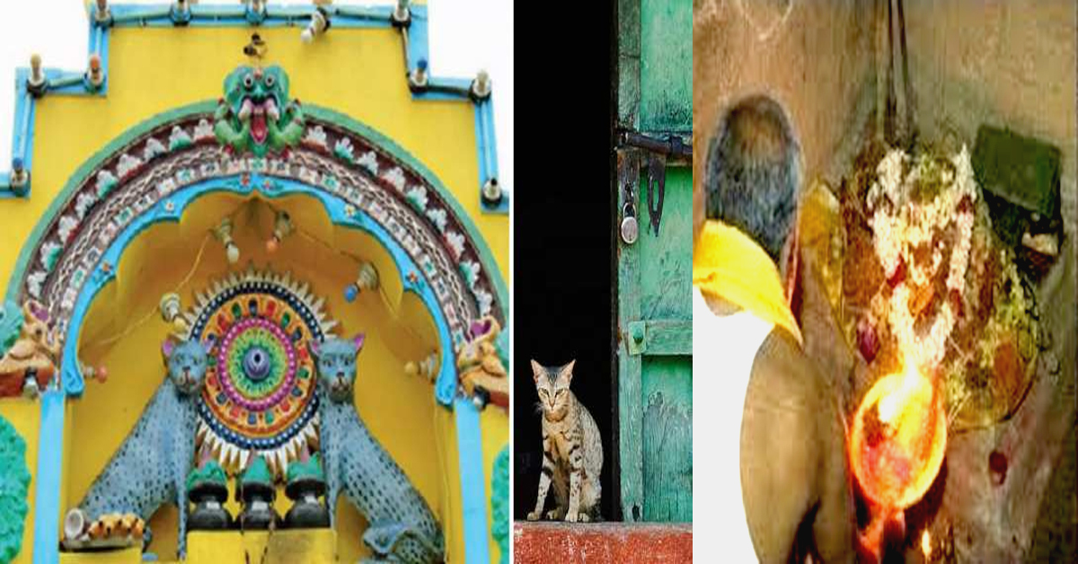 Cats Temple: అక్కడ వింత ఆచారం..పిల్లికి గుడికట్టి పూజలు!