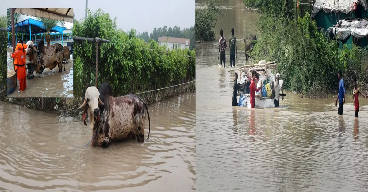 UP : వరదల్లో చిక్కుకున్న అత్యంత ఖరీదైన ఎద్దు ధర ఎంతో తెలుసా?