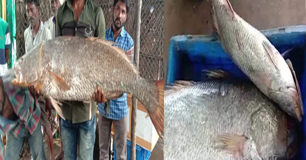 Kaciḍi fish : కాకినాడ రేవులో చిక్కిన ‘కచిడి’ చేప.. వేలంలో కళ్లు చెదిరే ధర!