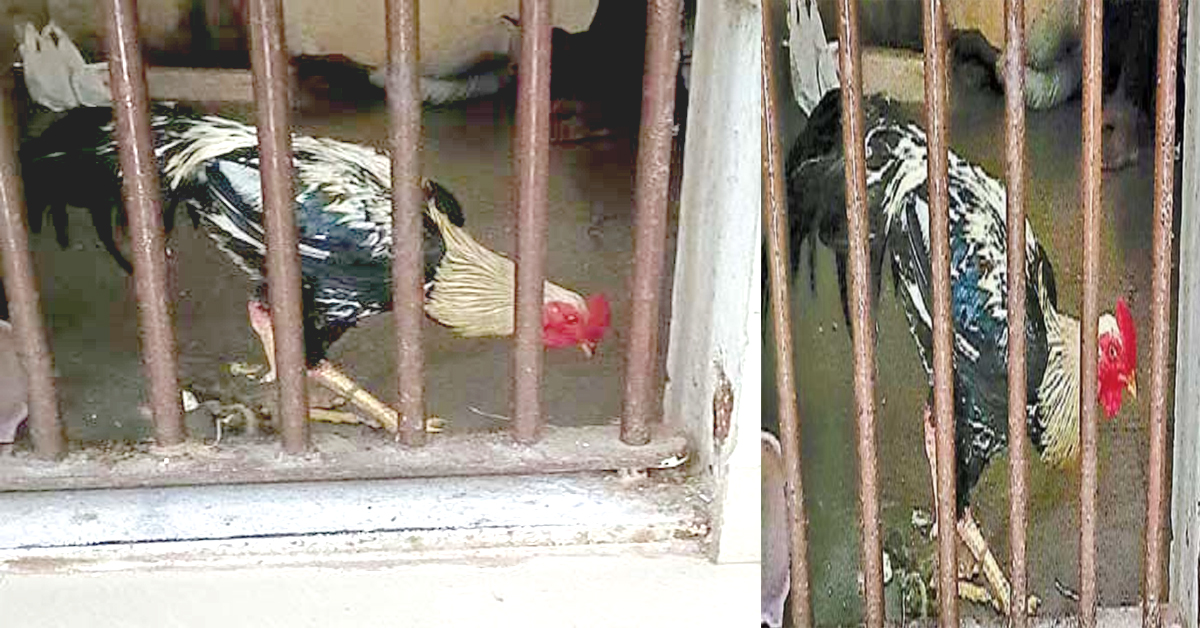 Police arrest cock: స్టేషన్ లాకప్ లో కోడిపుంజు.. చేసిన నేరమేంటో తెలుసా?