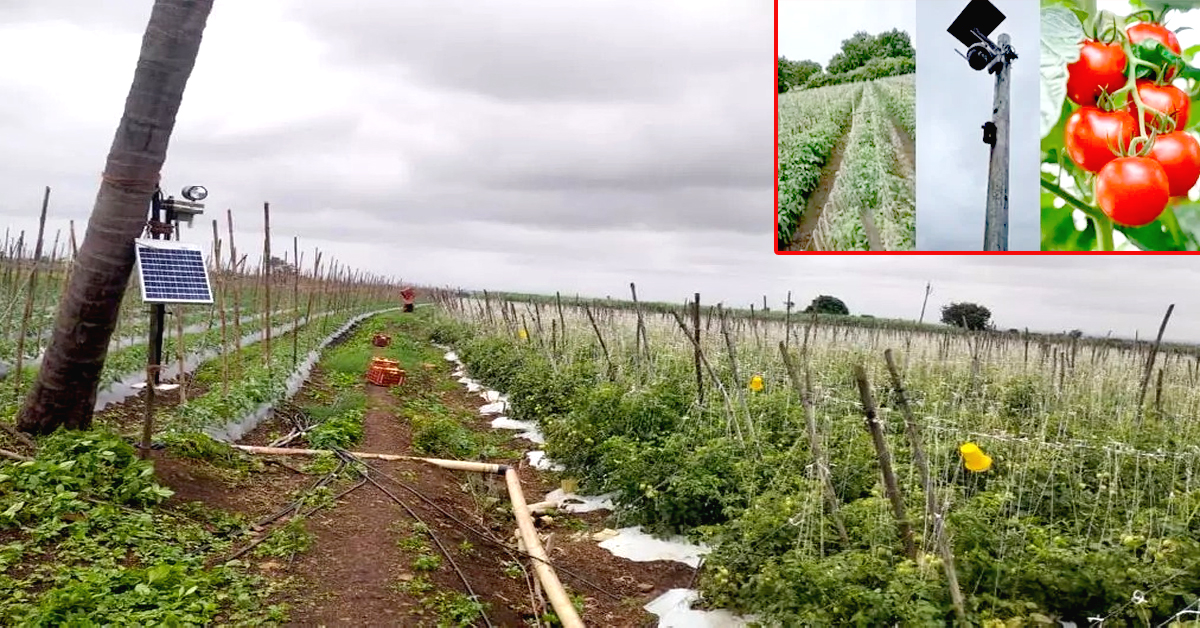 Tomatoes Farm : పెరుగుతోన్న టమాటా చోరీలు.. పొలంలో సీసీ కెమెరాలు ఏర్పాటు చేసిన రైతు!