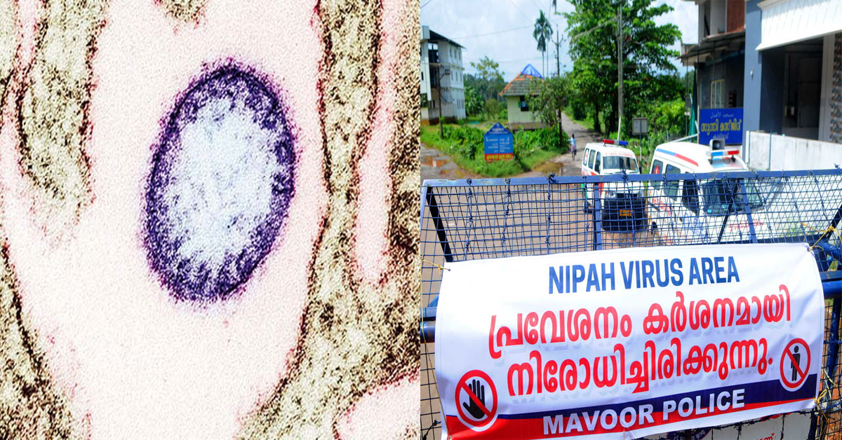 Nipha Virus: కల్లు, ఖర్జూరం ద్వారా సోకుతున్న నిపా వైరస్.. ఈ లక్షణాలు కనిపిస్తే ఆసుపత్రికి పరిగెత్తండి