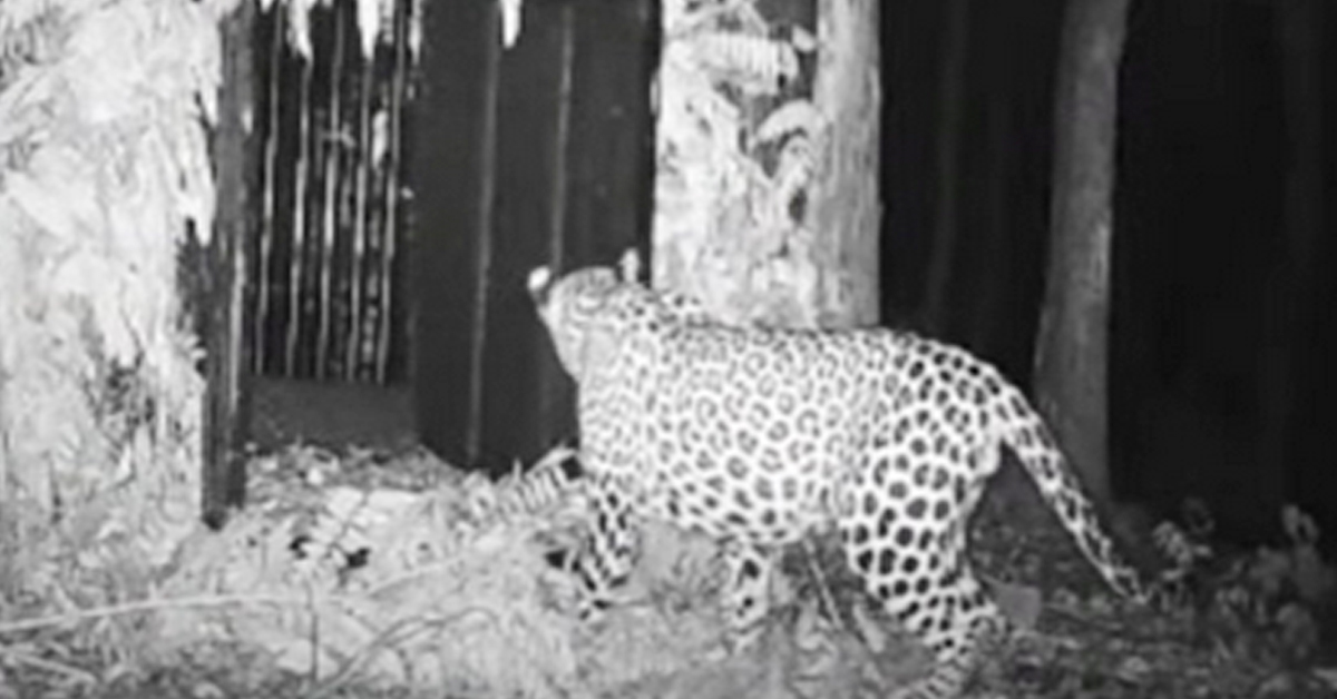 Another leopard: అలిపిరి కాలినడక మార్గంలో మరో చిరుత సంచారం