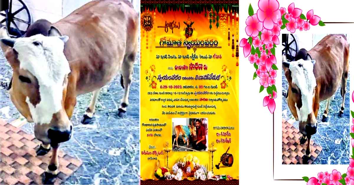 Cow swayamvaram celebrations : ఆవుకు స్వయంవరం.. శుభలేఖ వేసి ప్రచారం!