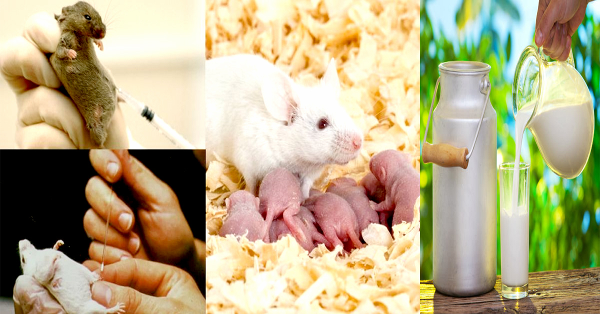 Rat Milk: ఎలుక పాలు లీటర్ రూ.18 లక్షలు..ప్రత్యేకతలు చూస్తే ఆశ్చర్యపోవడం ఖాయం!