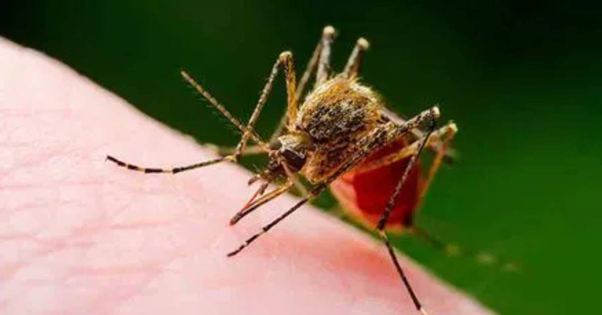 Zika Virus: కర్ణాటకను హడలెత్తిస్తున్న జికా వైరస్