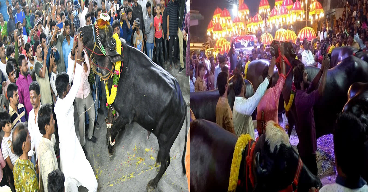 Sadar festival : నేడు దద్దరిల్లనున్న భాగ్యనగరం.. సదర్ పండుగకు సర్వం సిద్ధం