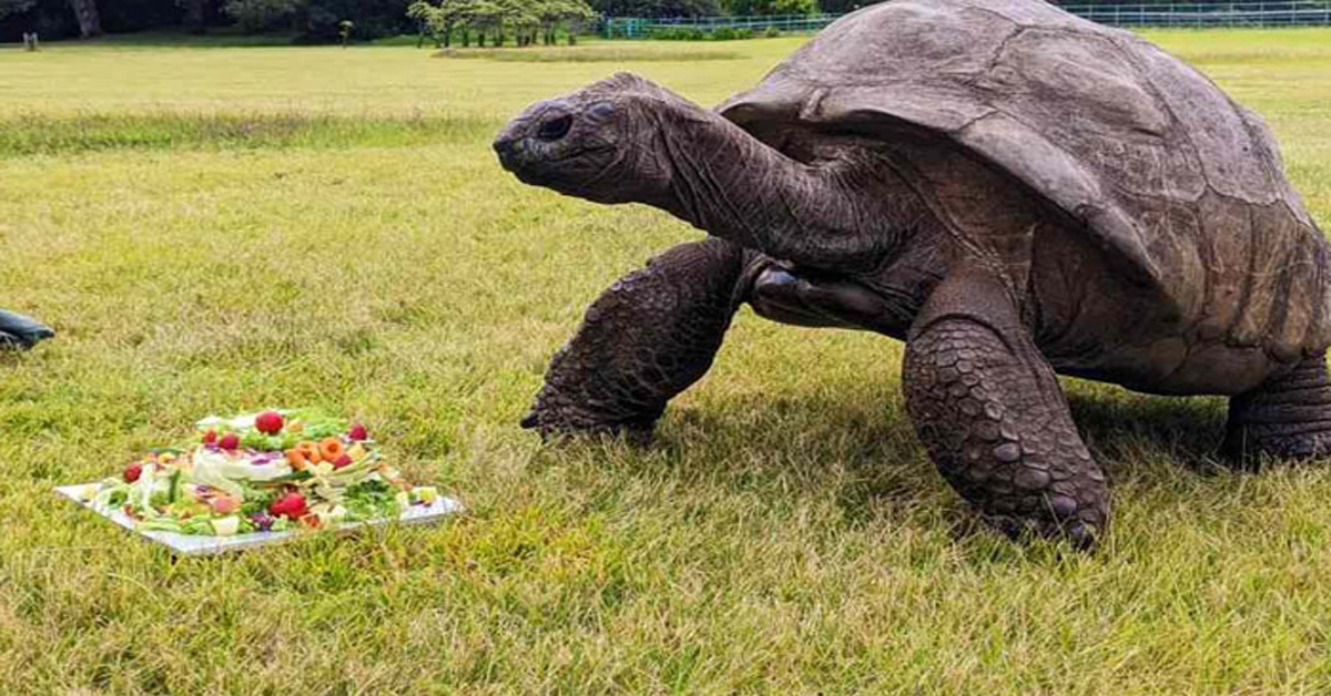 The oldest Tortoise: ప్రపంచంలో అత్యంత పురాతనమైన తాబేలు ఇదే?