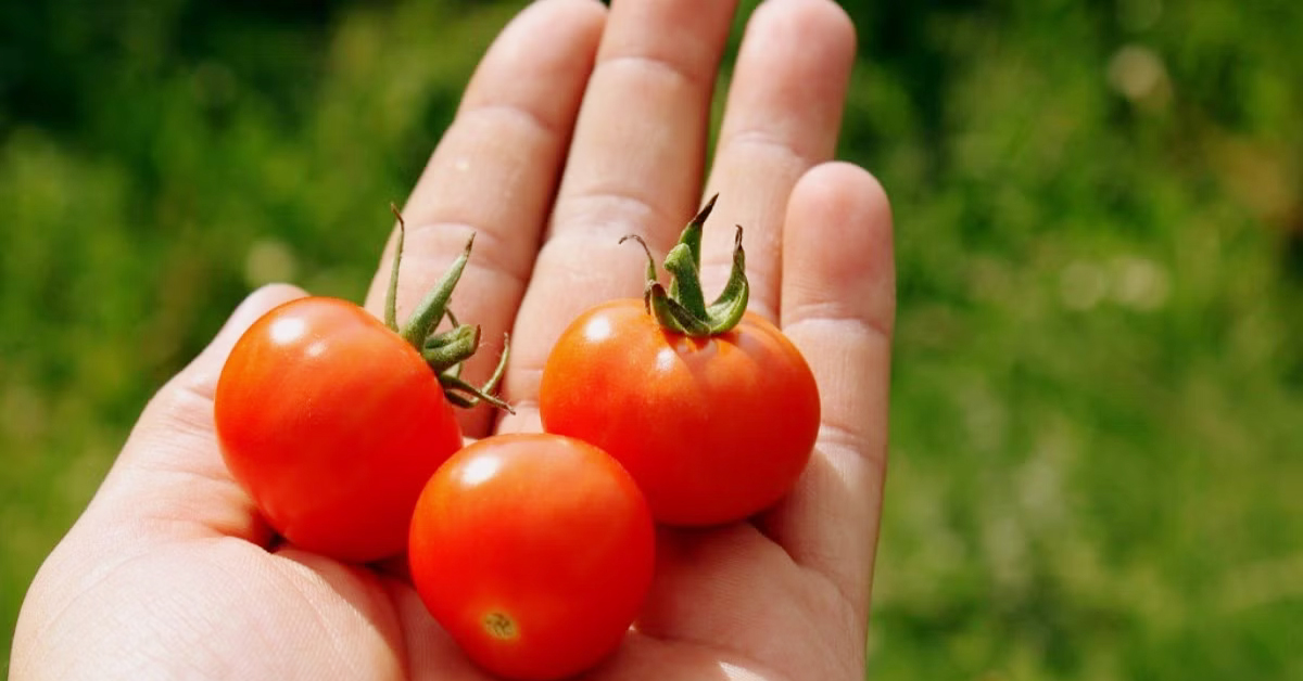 Tomato: అంతరిక్షంలో మిస్సైన టమాటా..8 నెలల తర్వాత మళ్లీ
