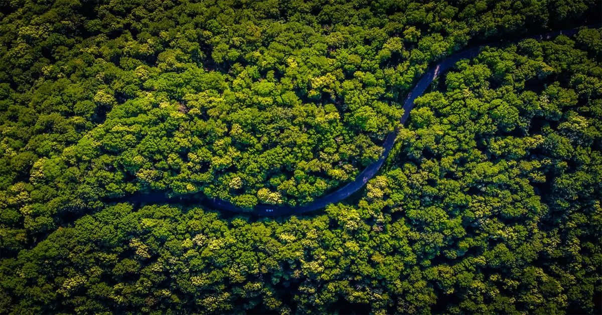 Amazon Rainforest: అమెజాన్ అడవుల్లో అతి పురాతన నగరం