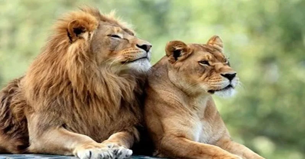 Lions Name controversy: సింహాలకు అక్బర్‌, సీత పేర్లు పెట్టిన అధికారి సస్పెండ్