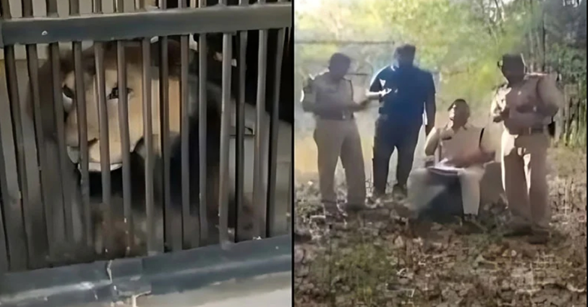 Lion Attack in Tirupati Zoo : తిరుపతి జూలో సింహం ఎన్‌క్లోజర్‌లోకి దూకిన వ్యక్తి మృతి