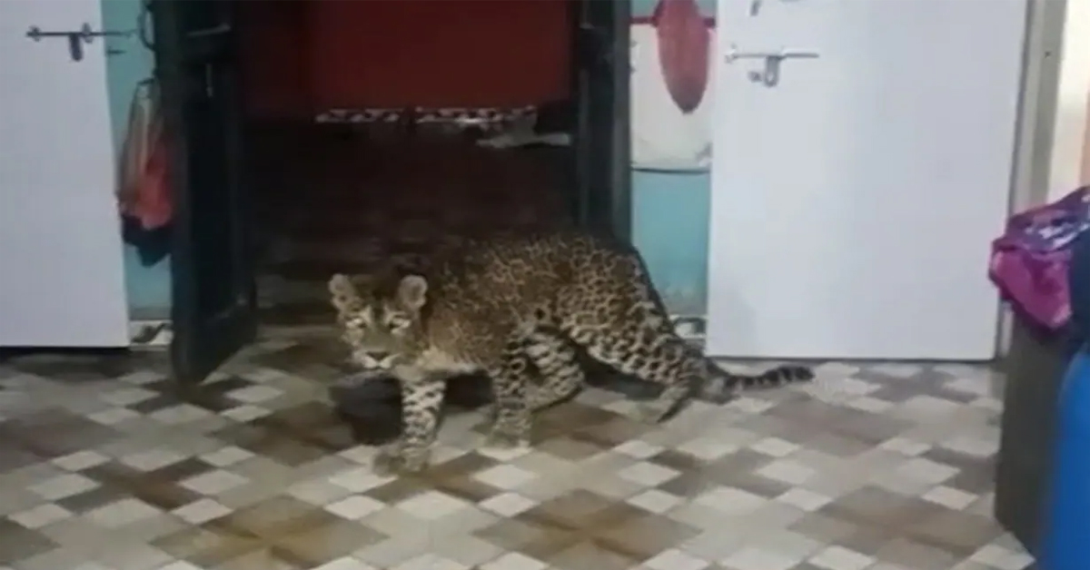 Leopard: ఇంట్లోకి చిరుత.. చాకచక్యంగా బయటపడ్డ బుడ్డోడు