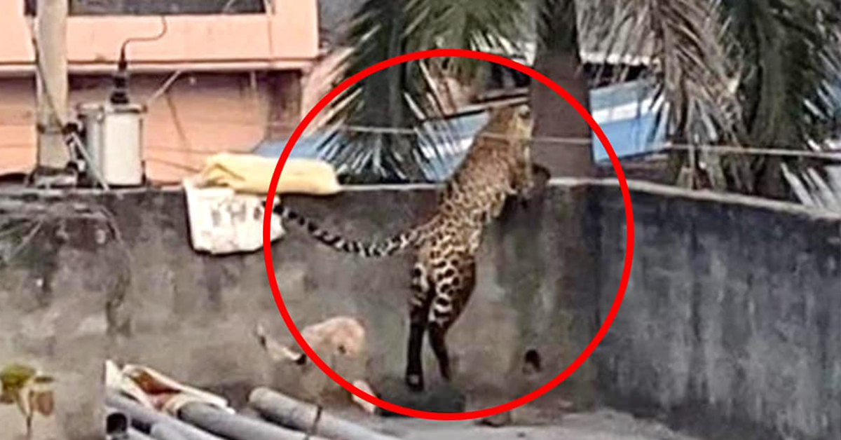 Leopard : దేశ రాజధానిలో చిరుత దాడి.. ఐదుగురికి గాయాలు