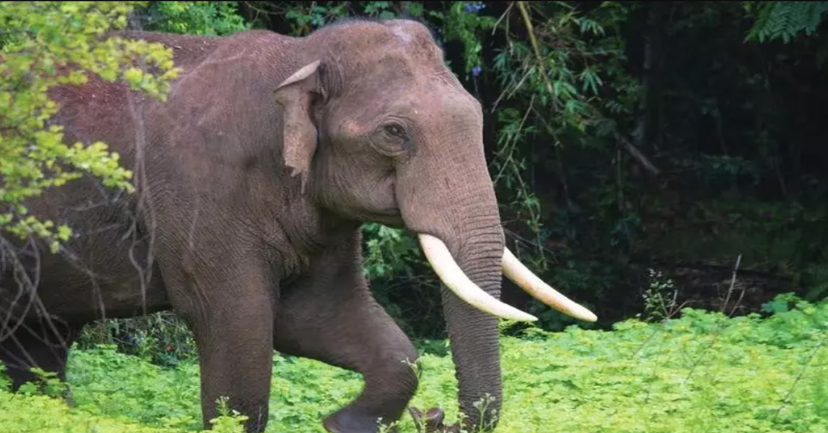 Elephant Attack : కొమురం భీం జిల్లాలో ఏనుగు దాడి.. ఇద్దరు రైతుల మృతి