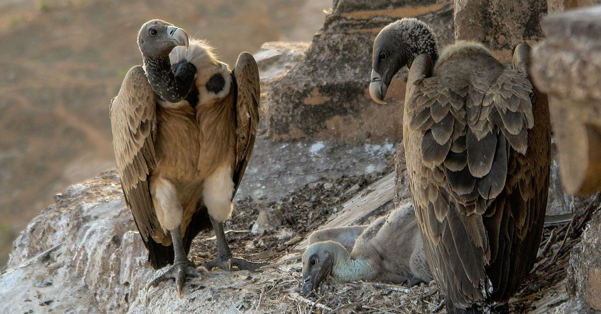 Vultures : అక్కడ పది నుంచి 33కు పెరిగిన రాబందుల సంతతి