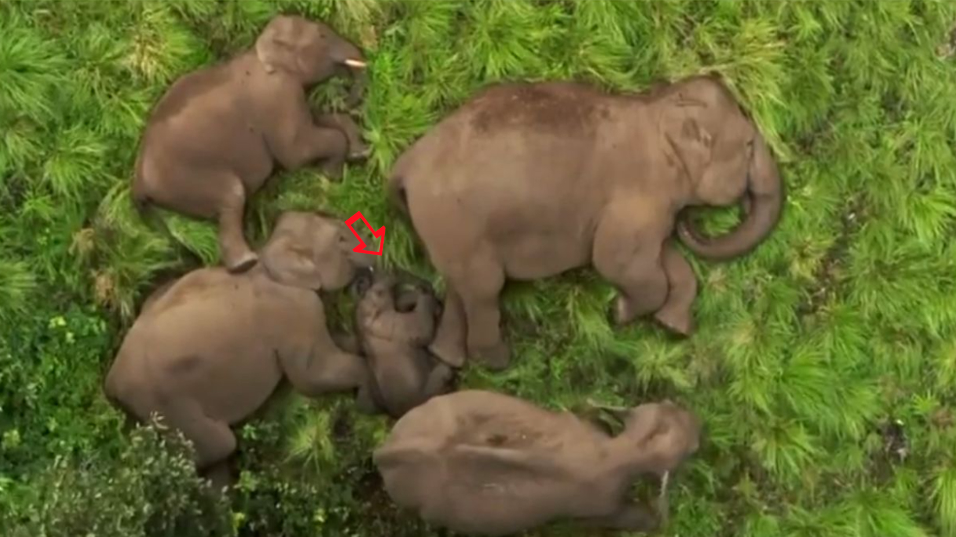 Baby elephant : ఏనుగు పిల్లకు జడ్ క్యాటగిరీ భద్రత.. వీడియో వైరల్‌