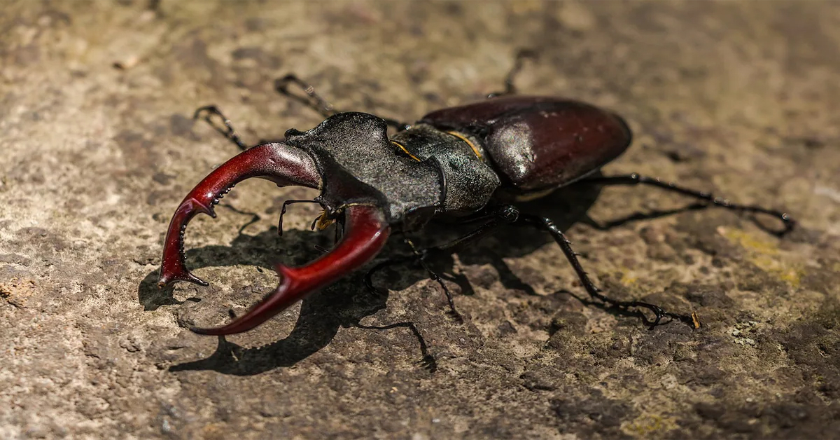 Stag Beetle: ఈ పురుగు ఖరీదు తెలిస్తే ఆశ్చర్యపడాల్సిందే?
