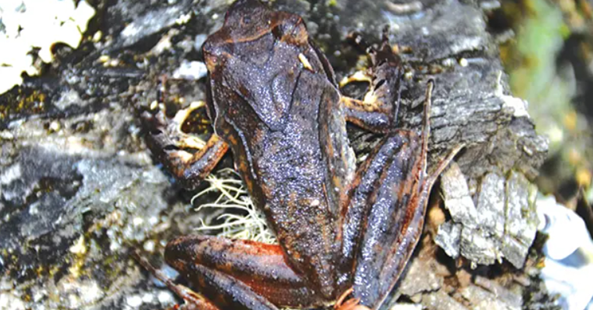 New frog species : అరుణాచల్‌ ప్రదేశ్‌లో కొత్త కప్పజాతి గుర్తింపు