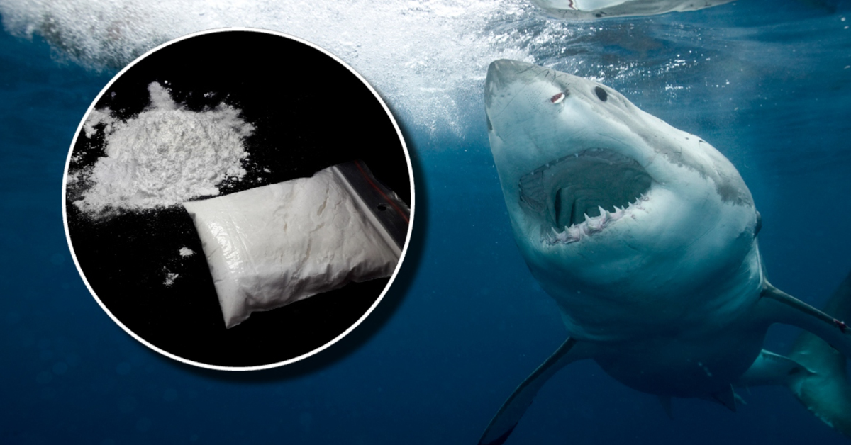Cocaine Sharks : బ్రెజిల్ తీరపు షార్కుల్లో కొకైన్ ఆనవాళ్లు గుర్తింపు