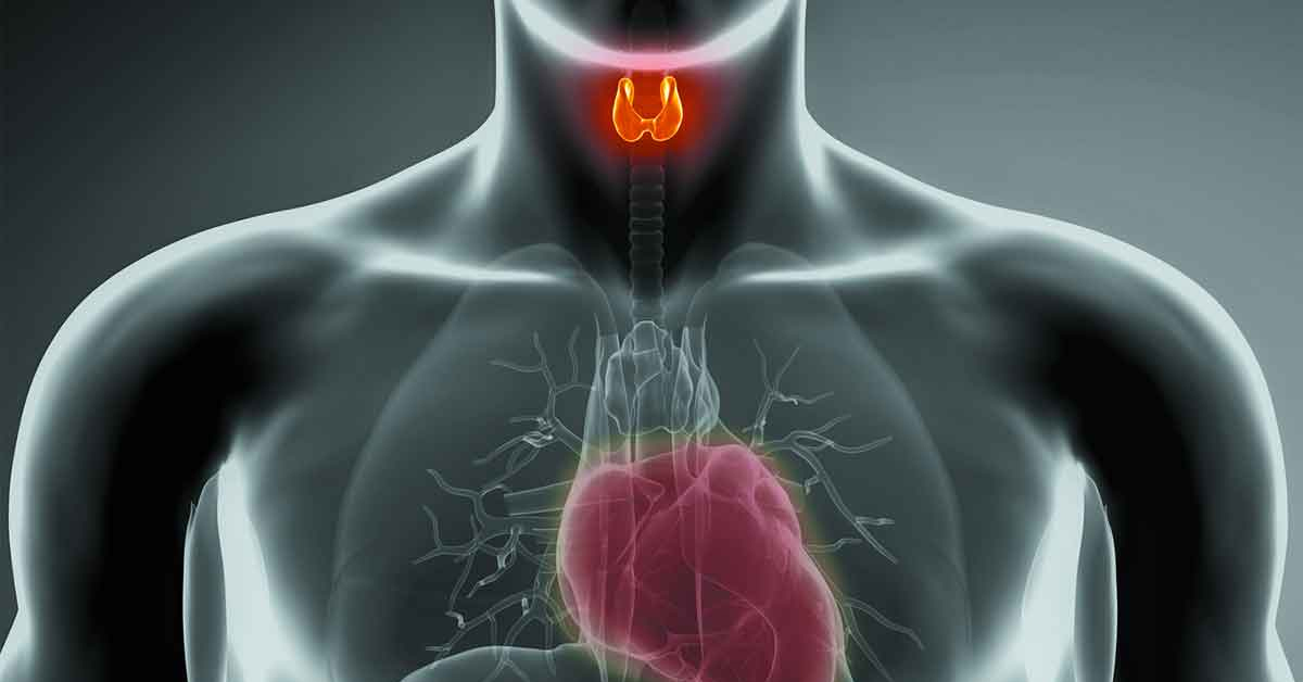 Useful Tips: థైరాయిడ్ గుండె పనితీరును దెబ్బతీస్తుందా..?
