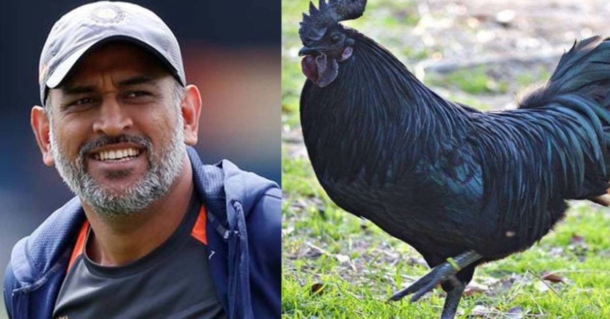 Dhoni Birthday: క్రికెట్ మాత్రమే కాదు.. స్పెషల్ చికెన్ బిజినెస్‎తో కోట్లు సంపాదిస్తున్న ధోనీ