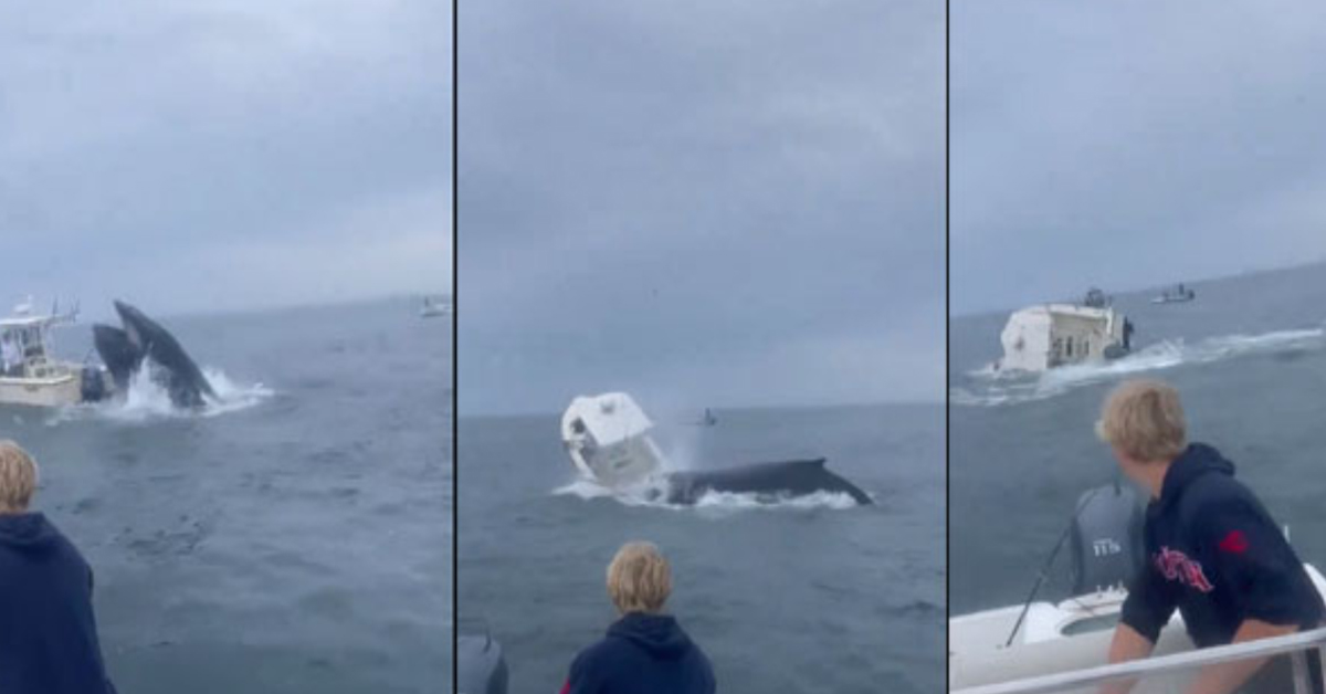 Video : బోటుపై ఎగిరి పడిన తిమింగలం.. వీడియో వైరల్‌