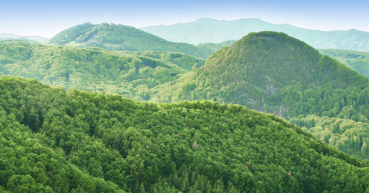 Forest Area: భారత్‌లో పెరిగిన అటవీ విస్తీర్ణం.. ఐక్యరాజ్యసమితి ప్రశంసలు