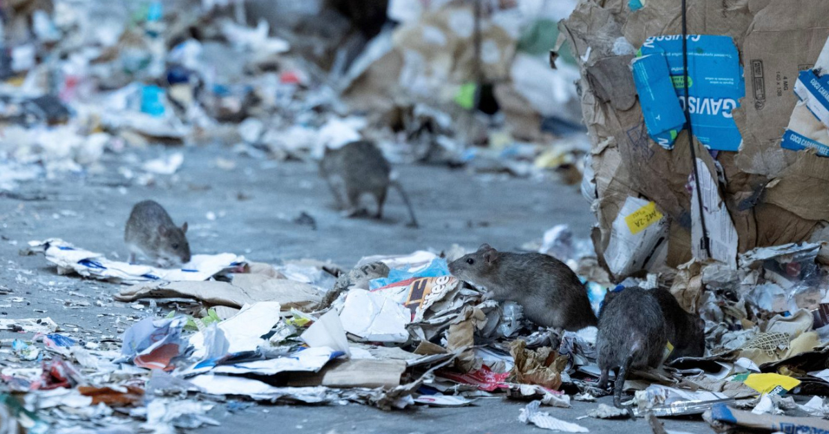 Paris Olympics : పారిస్‌ ఒలింపిక్స్‌లో తలనొప్పిగా మారిన ఎలుకల బెడద