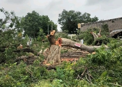 పురాతన వృక్షాలను నరికిన వారిపై చర్యలు తీసుకోవాలి