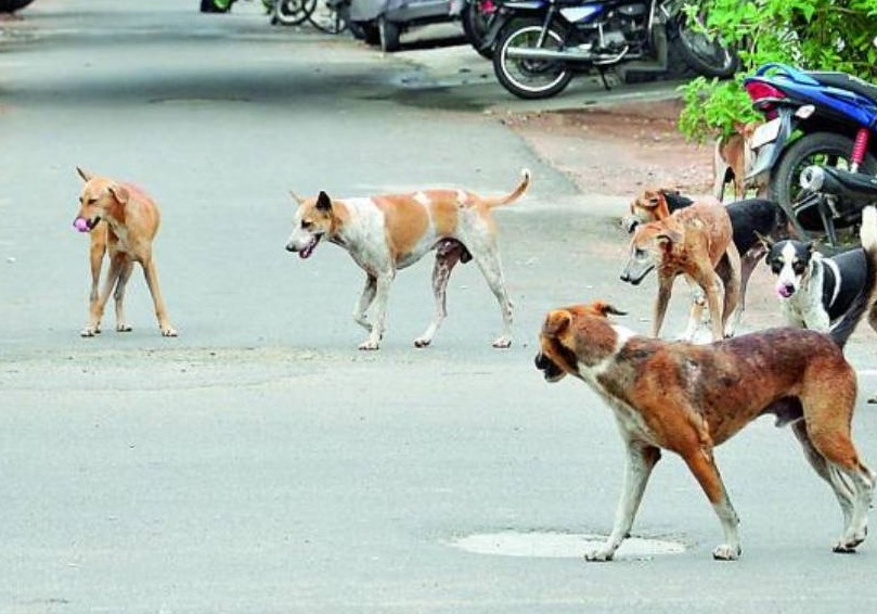 VIDEO: కరీంనగర్‌లో మహిళపై కుక్కల దాడి