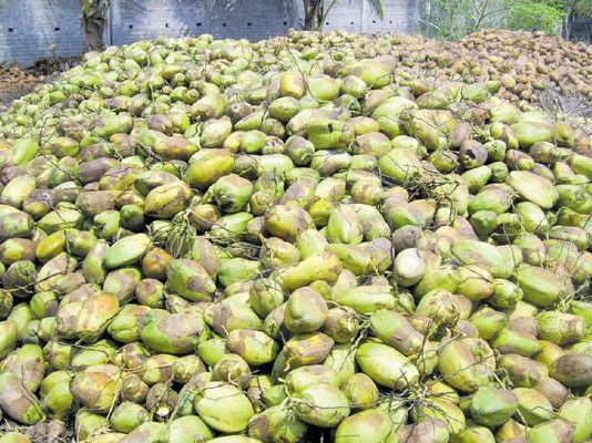 కోనసీమ కొబ్బరికి మళ్లీ పూర్వ వైభవం