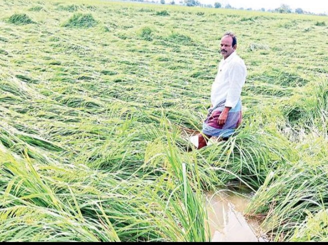 కన్నీరు మిగిల్చిన వర్షం.. వేలాది ఎకరాల్లో పంట నేలమట్టం