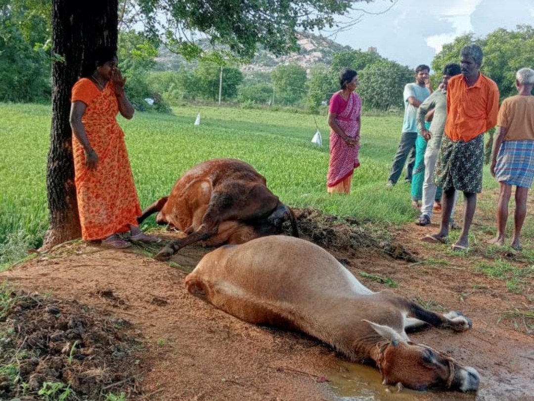 పిడుగుపాటుకు రెండు ఆవులు మృతి