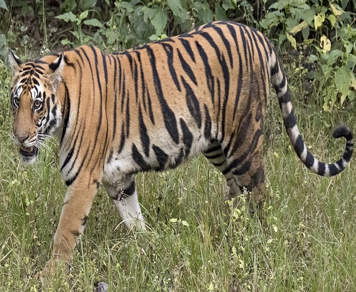 ఏలూరులో చిరుత కలకలం