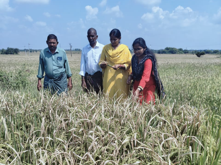 పంటలను పరిశీలించిన ఏవో వాణి