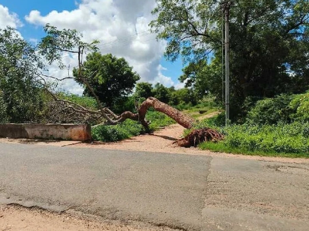 వర్షాలకు కూలిన చెట్టు