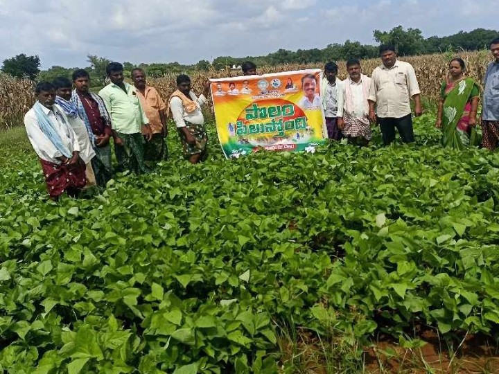 మినుములో తెగుళ్లపై రైతులకు అవగాహన