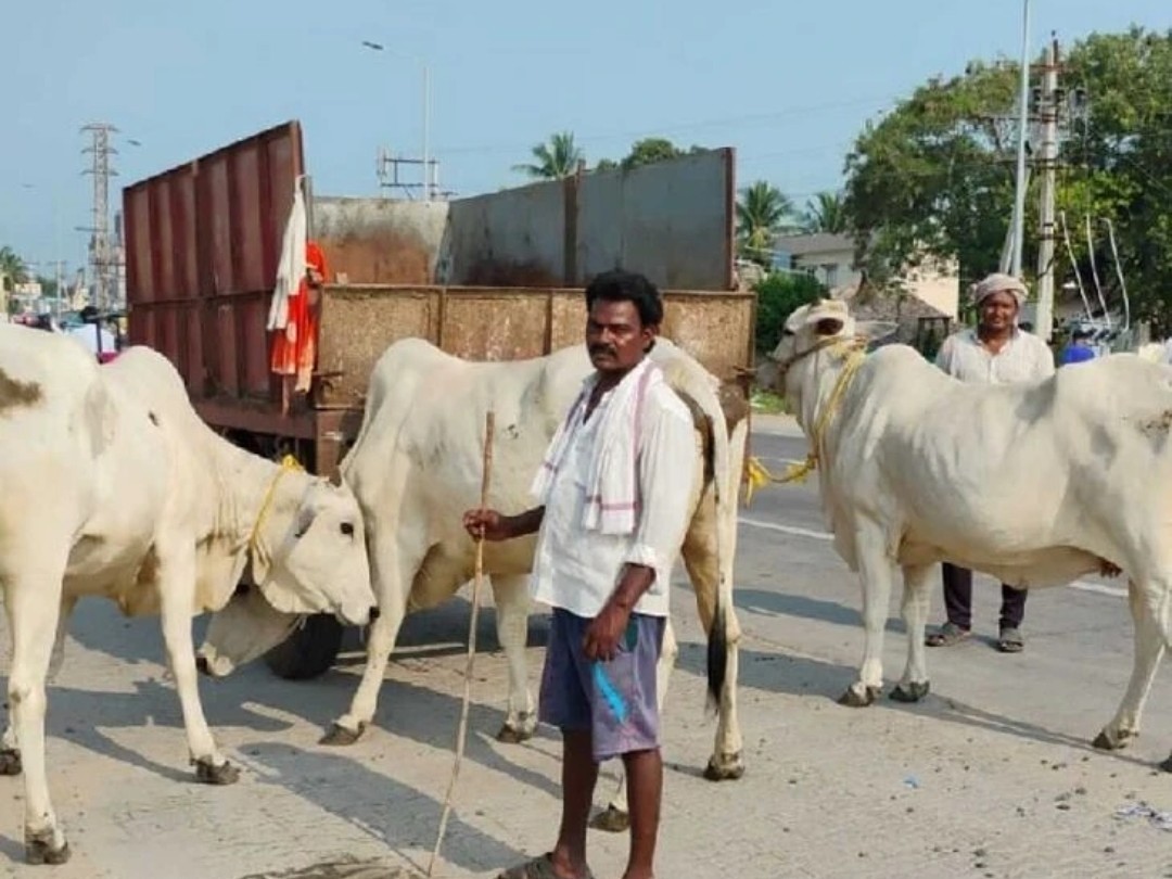 రహదారిపై సంచరిస్తున్న గోవులను గోశాలకు తరలింపు