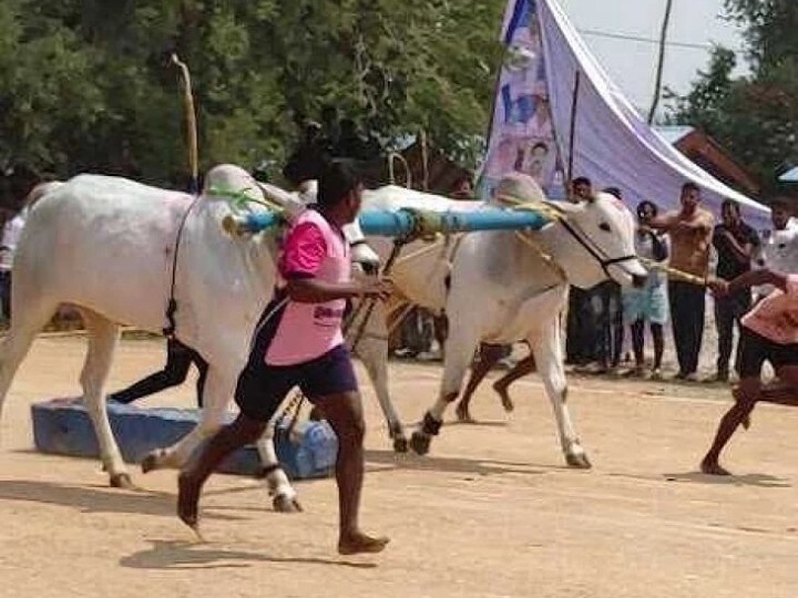 13 నుంచి ఎద్దుల బలప్రదర్శన పోటీలు