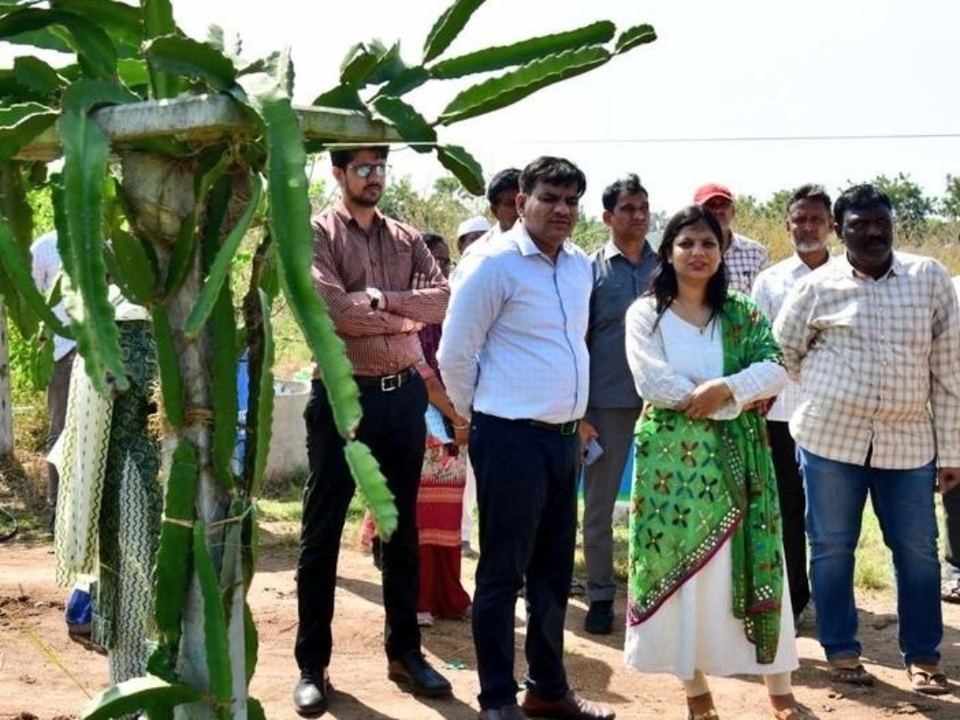 డ్రాగన్ ఫ్రూట్  క్షేత్రాన్ని సందర్శించిన కలెక్టర్