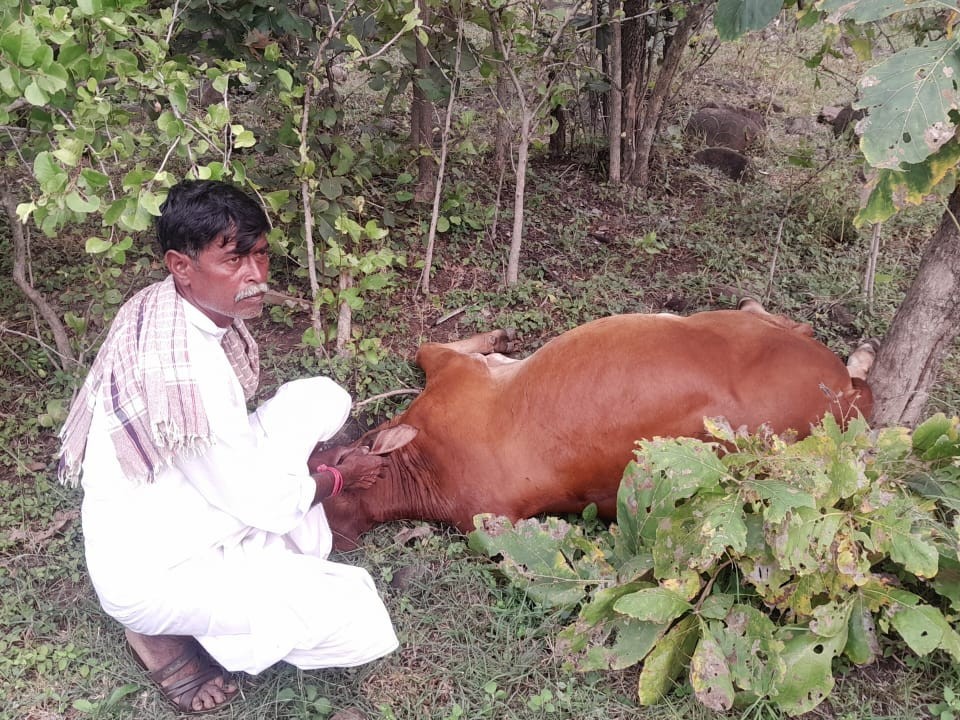 చిరుత దాడిలో ఆవు మృతి