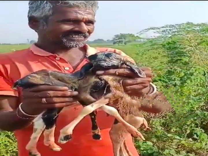 8 కాళ్లు ఒక తలతో జన్మించిన మేక పిల్ల